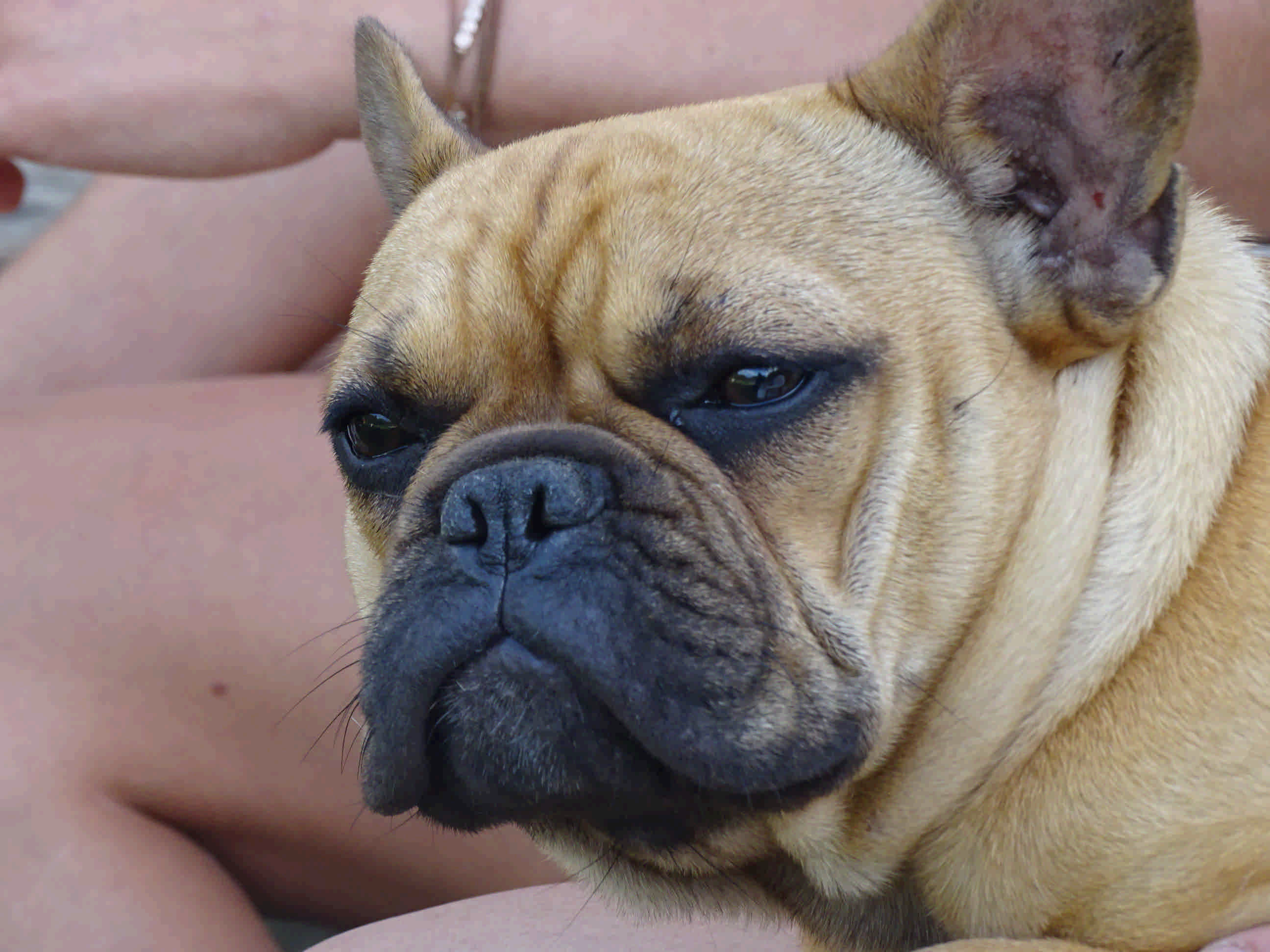 American Bulldog Kennel
