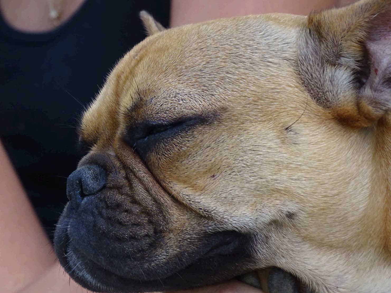 American Bulldog Kennel