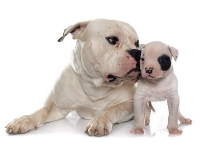 Petit Bulldozer